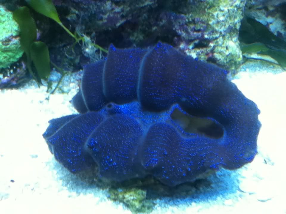 maxima clam