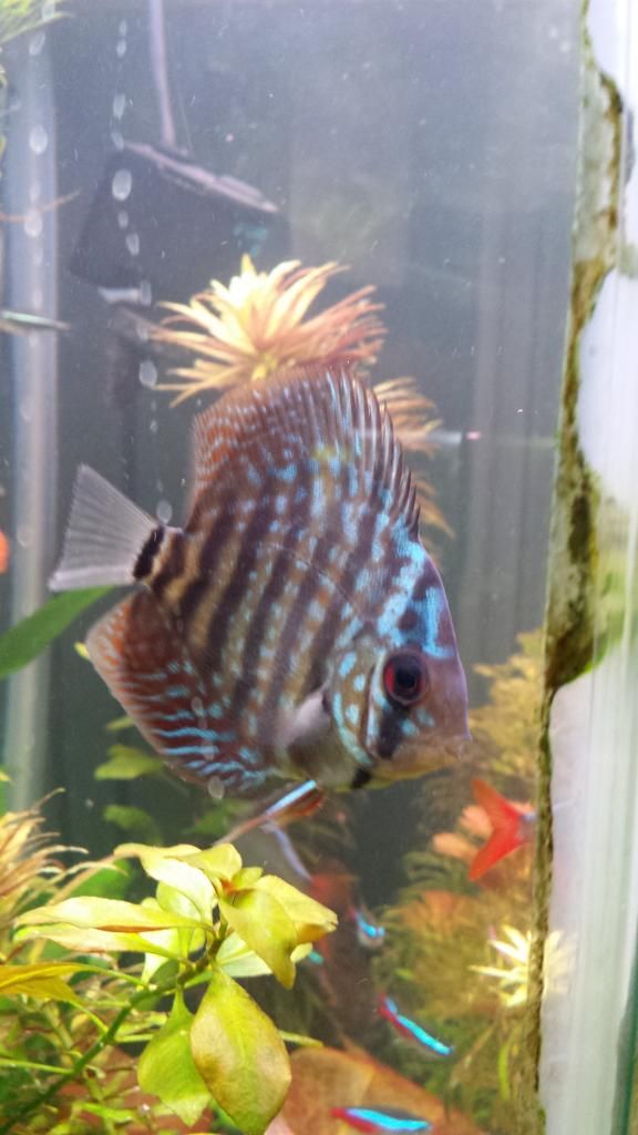 petco discus