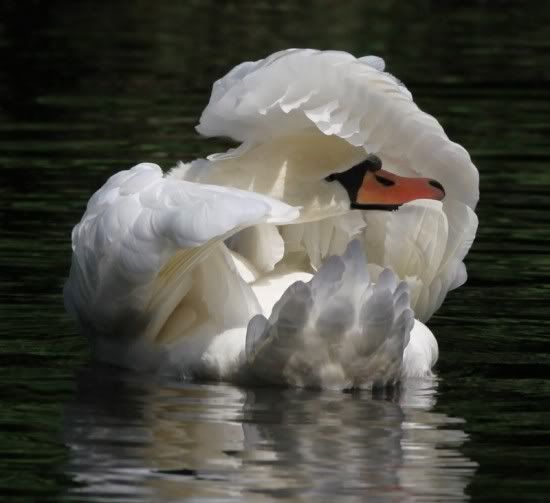 beautiful swans Pictures, Images and Photos