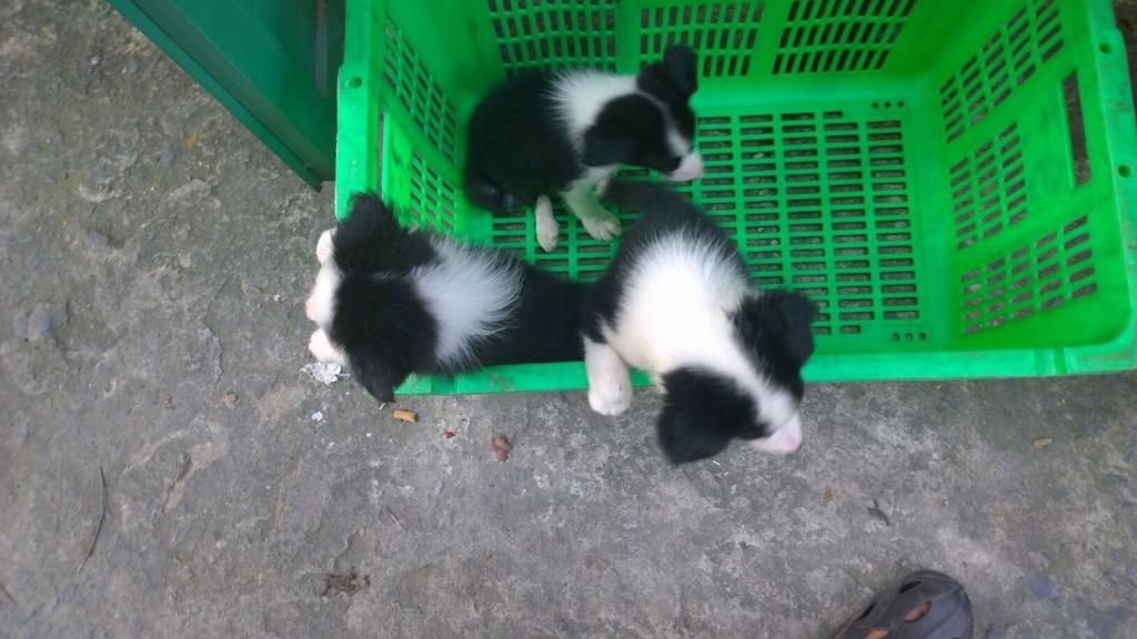 nhận gạch đàn border collie sinh sản ở sài gòn - 3