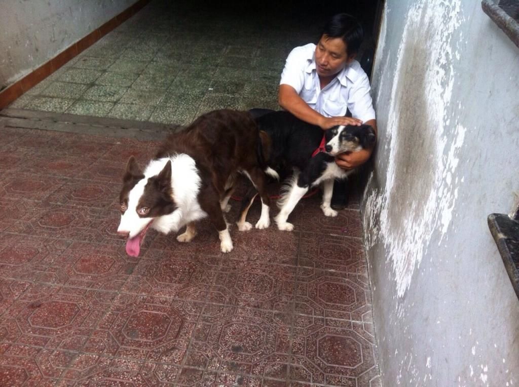 nhận gạch đàn border collie sinh sản ở sài gòn