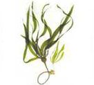 Kelp