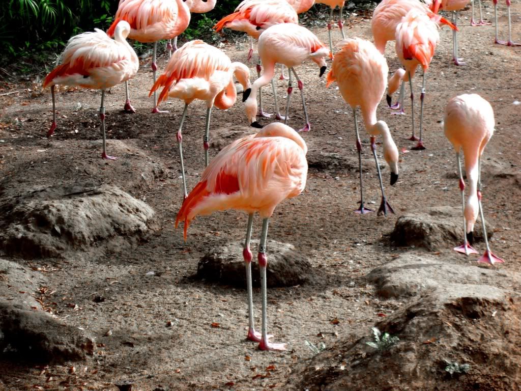 Flamingos photo: Flamingos! 0341.jpg