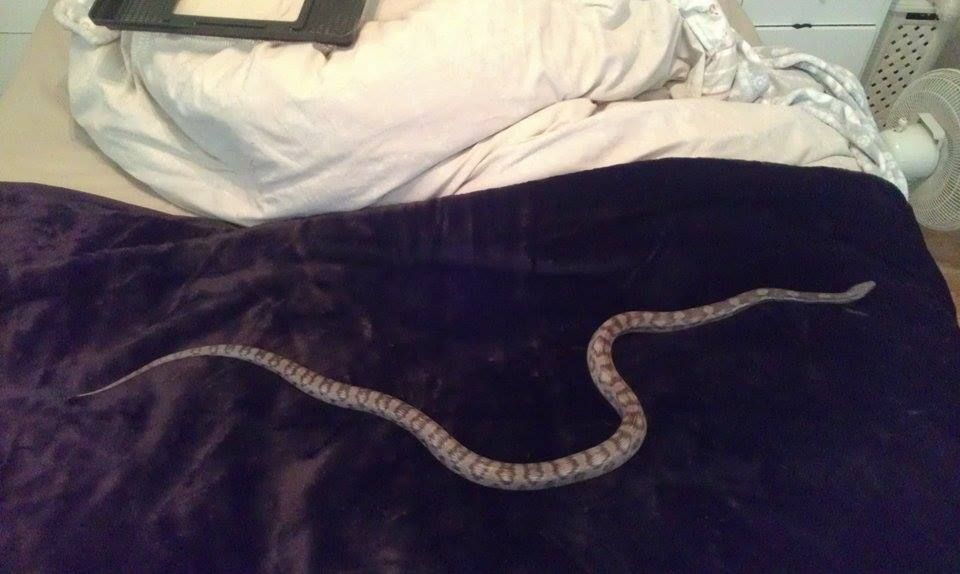 Corn Snake Breeding Season Behaviour male or female? Reptile Forums