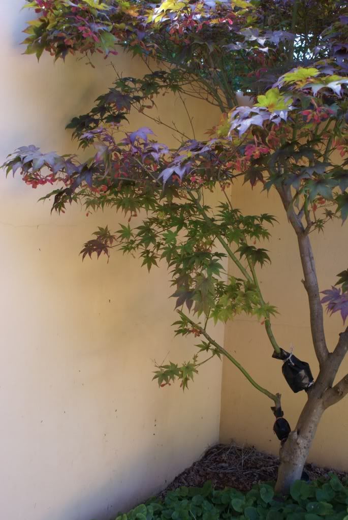 bloodgood japanese maple bonsai. Japanese maple #39;loodgood?