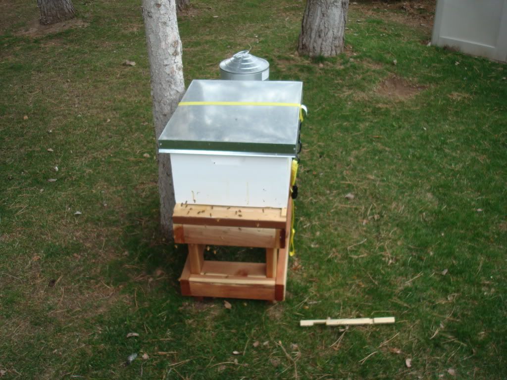 single hive