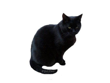 Black Cat Computer Services Black Cat Computer Services