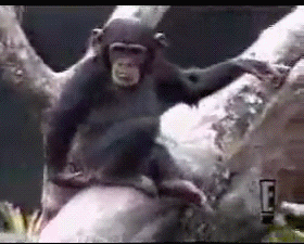 Monkey.gif