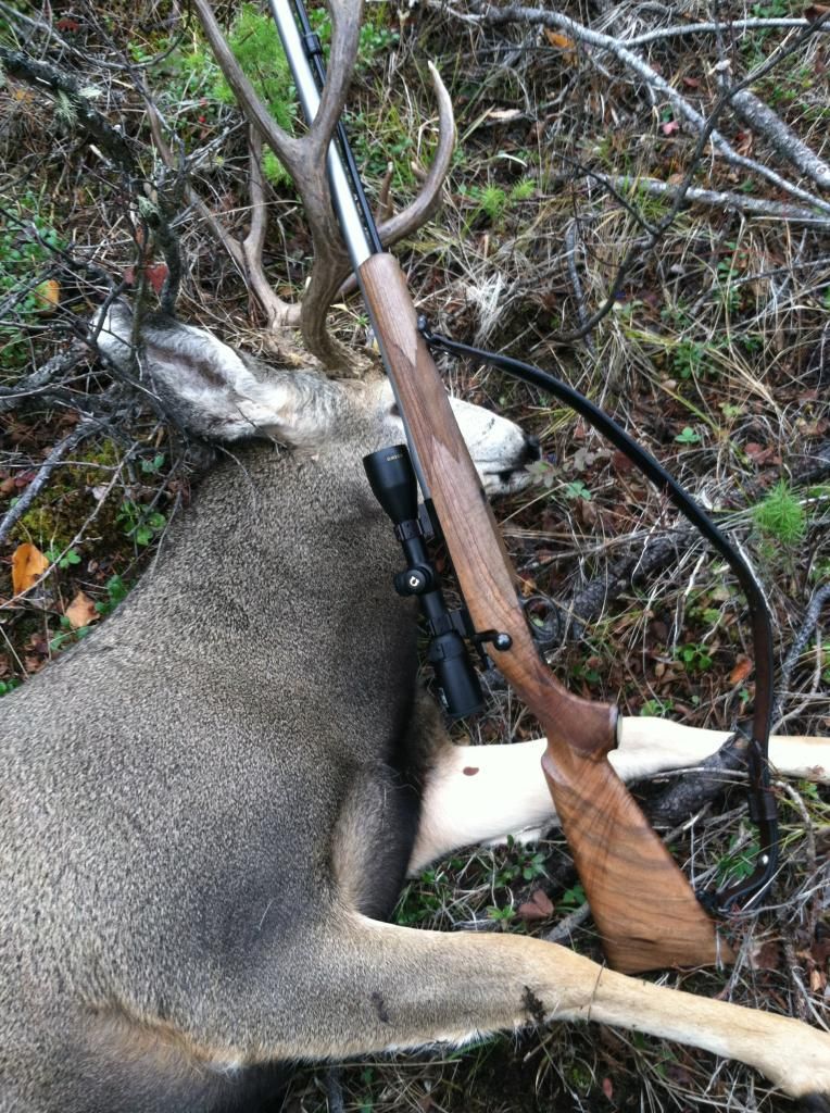 deer2_zps5f774a09.jpg