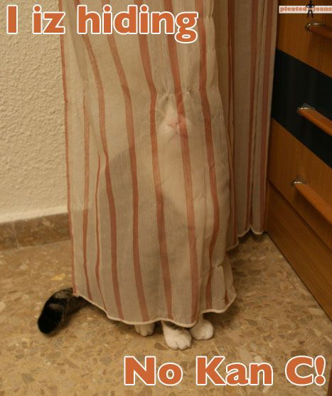 hide-and-seek-cat.jpg