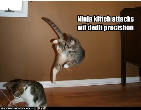 funny-pictures-ninja-cat-attacks.jpg