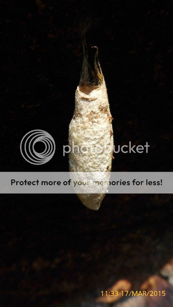 photo p1260269_zpsyctnmieq.jpg